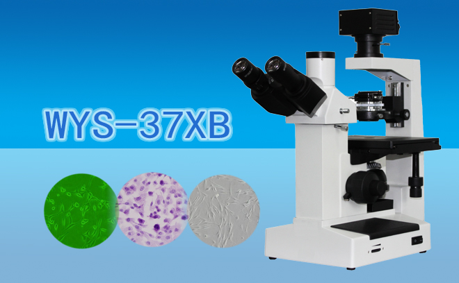 三目倒置生物显微镜WYS-37XB