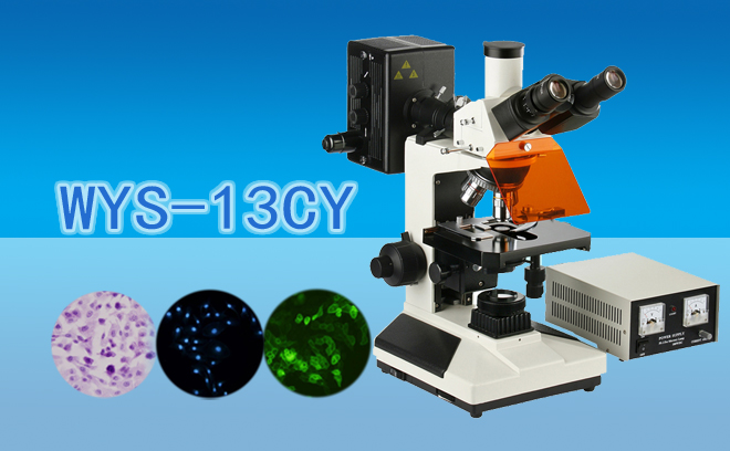 三目荧光显微镜WYS-13CY